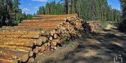 В Ленобласти помогают лесопромышленной и лесоперерабатывающей отраслям