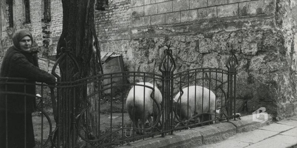 свиньи пасутся на территории старого кафедрального собора