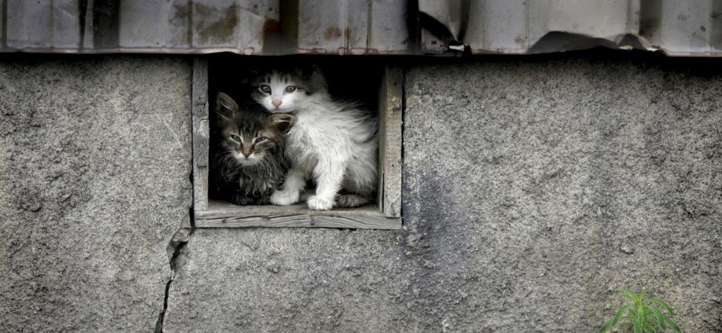 Бездомные Кошки Фото