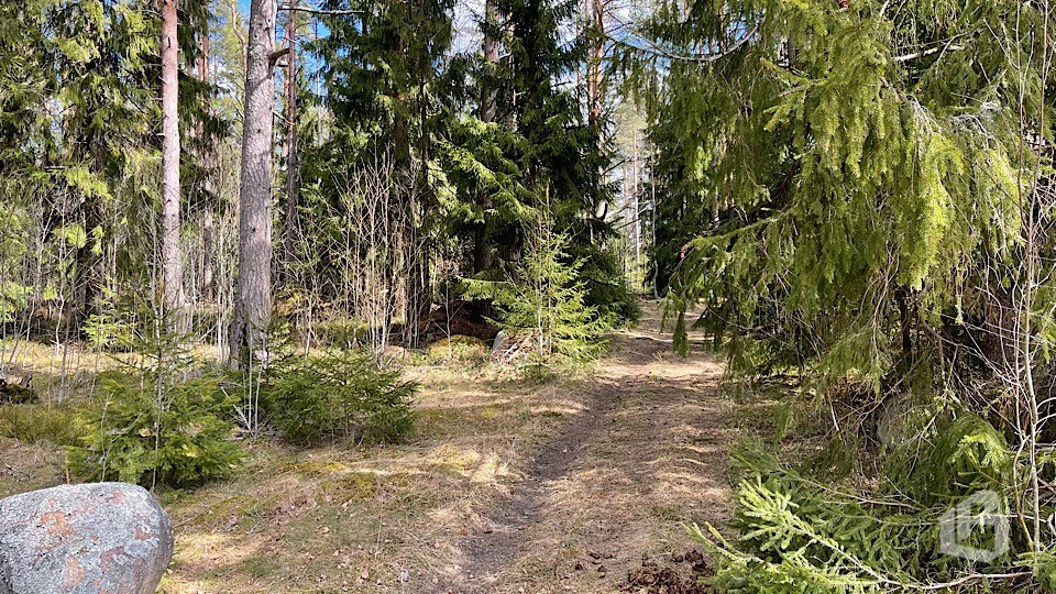 Лесной пал. Самолёт в лесу в Ленинградской области. Травы Ленобласти.