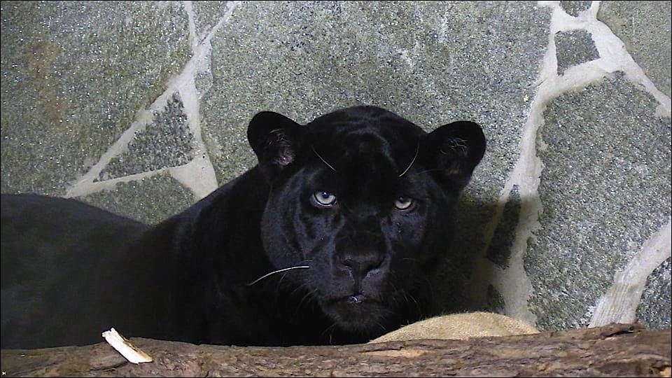 В Ленинградском зоопарке поселился черный ягуар