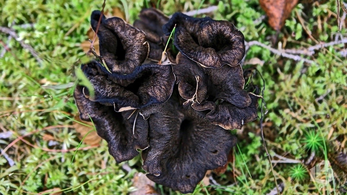черные лисички грибы фото