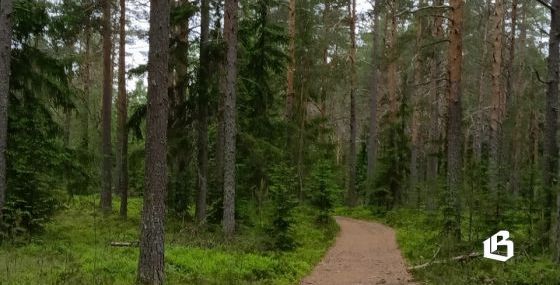 Если вы собираетесь в лес: памятка безопасности