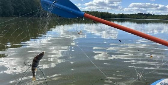 Водный детектив на озере Победное. Экологи не подтвердили худшие опасения 