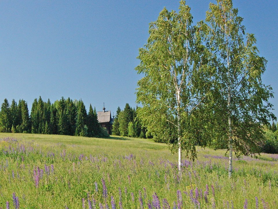 Береза в поле картинки