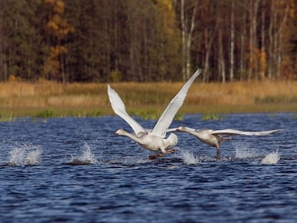 Заказник березовые острова