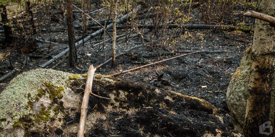 Любители шашлыков уничтожили 6 гектаров леса парка Монрепо