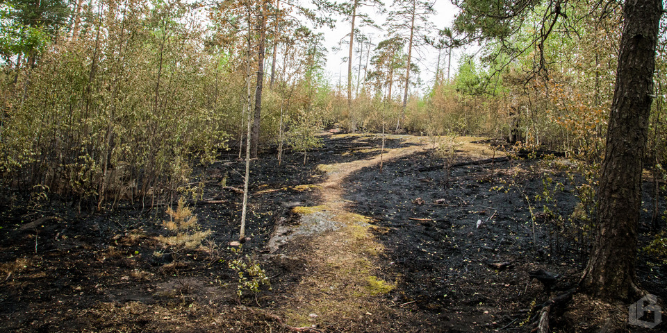 Любители шашлыков уничтожили 6 гектаров леса парка Монрепо