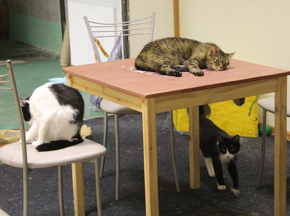 Жители кошачьей гостиницы в Выборге ждут гостей