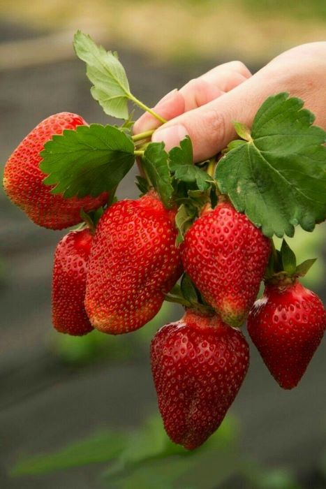 Какие плодовые деревья и кустарники посадить в Выборге