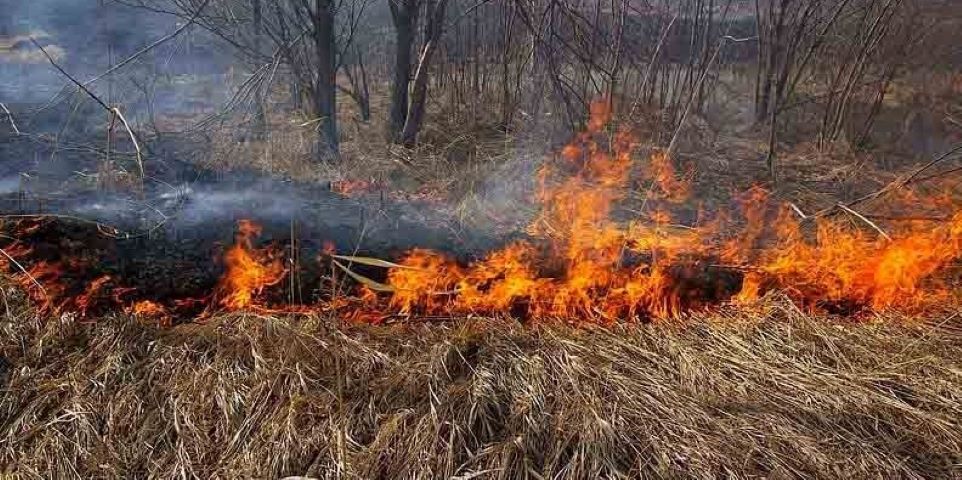 Пал сухой травы картинки