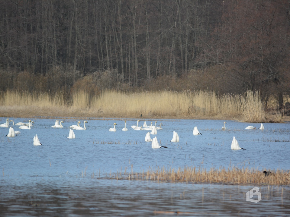 Стая лебедей остановилась под Выборгом по пути на Кольский полуостров