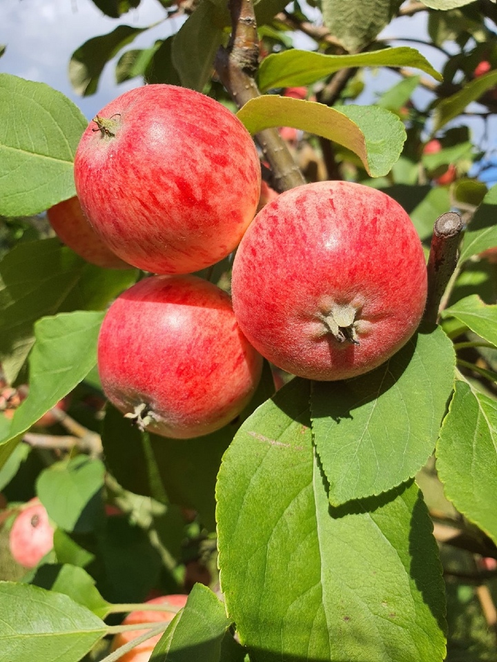 Монрепо угостит посетителей парка яблоками и грушами