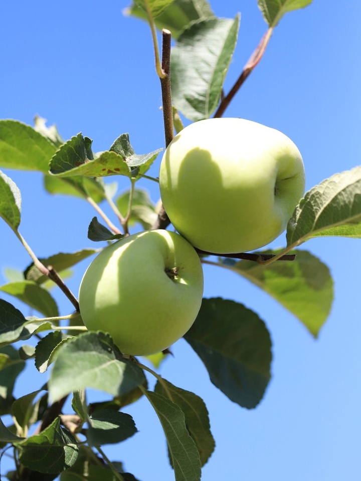 Монрепо угостит посетителей парка яблоками и грушами
