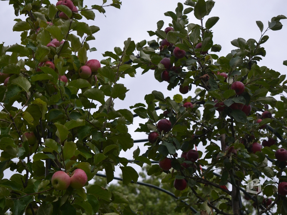 В Яблочный спас парк Монрепо открыл вход в Топиарный фруктовый сад