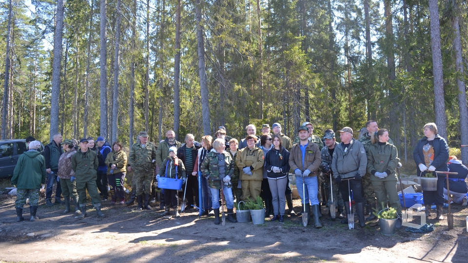 Выборгский район принял участие во Всероссийском дне посадки леса