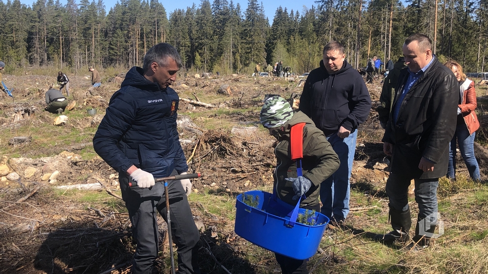 Выборгский район принял участие во Всероссийском дне посадки леса