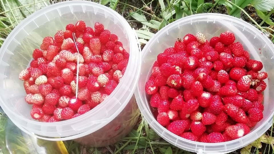 Для чего нужны ягоды. Ягода со вкусом земляники. Ведро земляники. Ягоды Садовая название клубники.