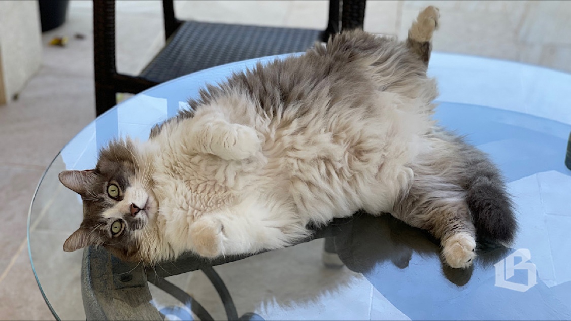 Кошачий голос. Голос котят. Кошка зовет кошку голос. Шоу кошачий голос. Кошка в спутнике.