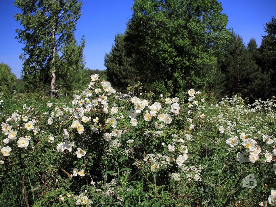 На заброшенных финских хуторах цветет дикий шиповник