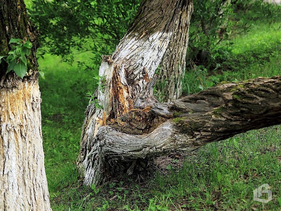 Время собирать деревья
