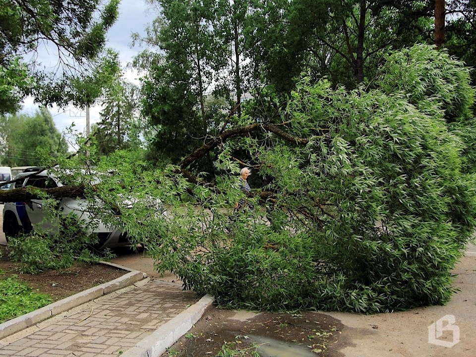 Время собирать деревья