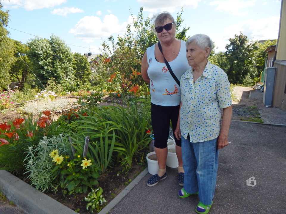 Выборг: Роза чайная цветет, ярко и неторопливо…