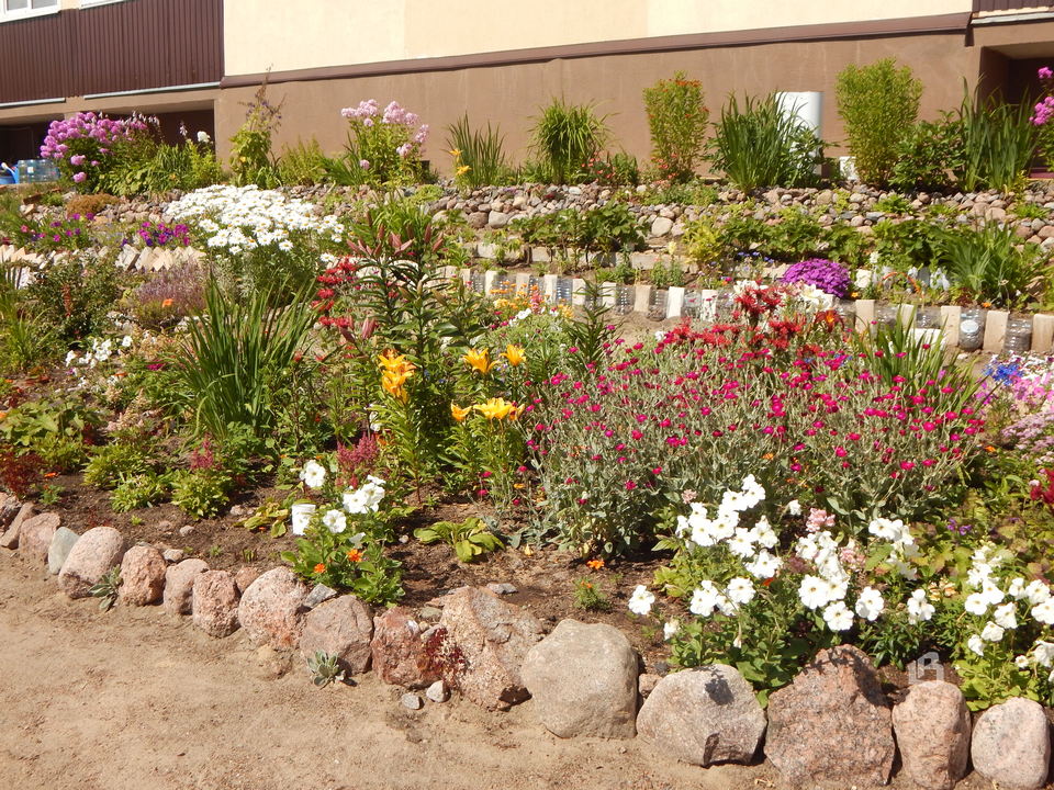 Выборг: Роза чайная цветет, ярко и неторопливо…