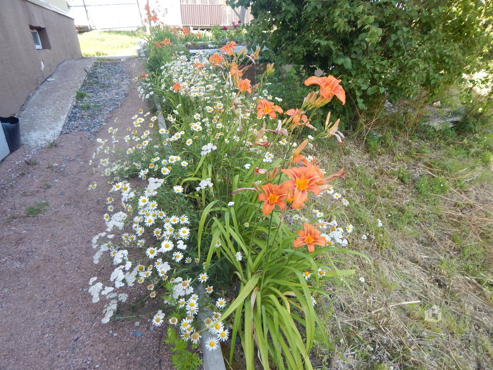 Выборг: Роза чайная цветет, ярко и неторопливо…