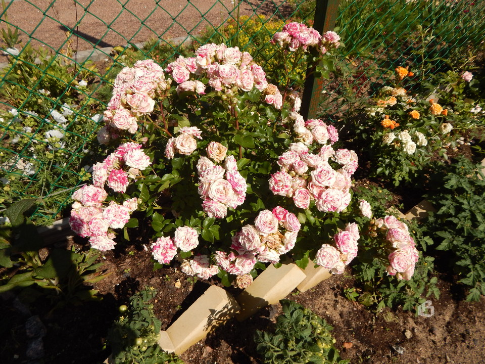 Выборг: Роза чайная цветет, ярко и неторопливо…