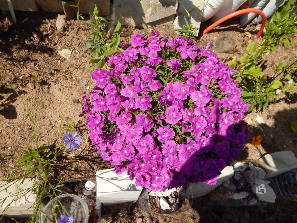 Выборг: Роза чайная цветет, ярко и неторопливо…