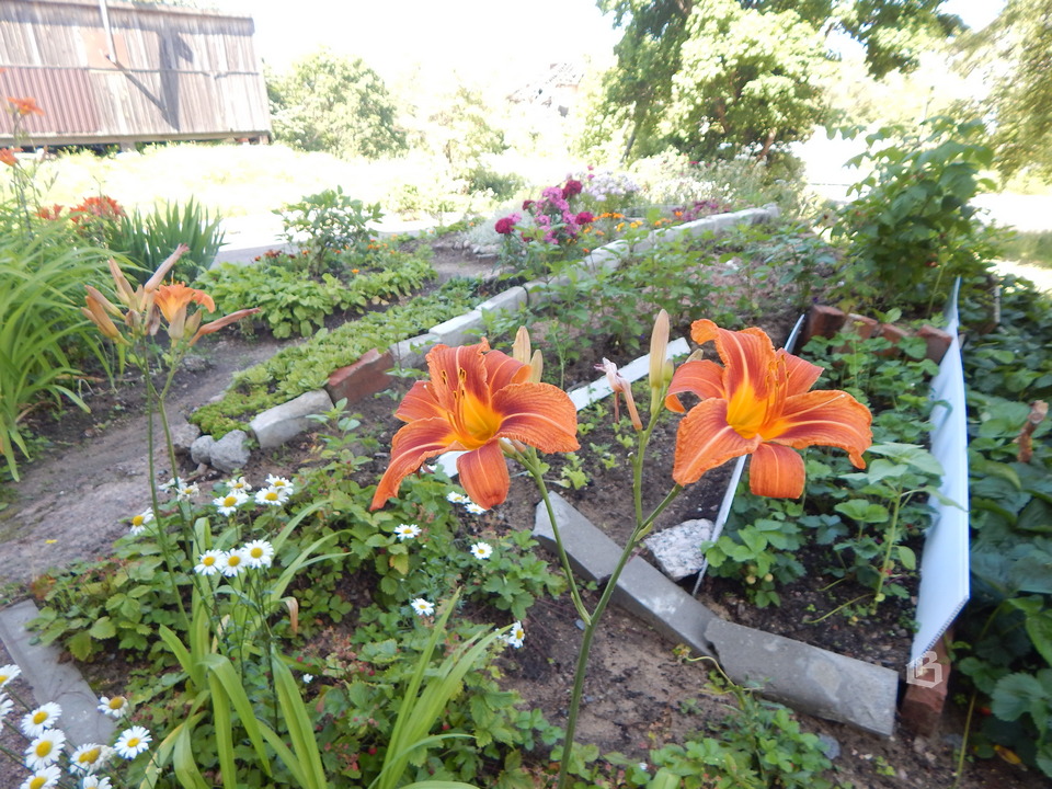 Выборг: Роза чайная цветет, ярко и неторопливо…