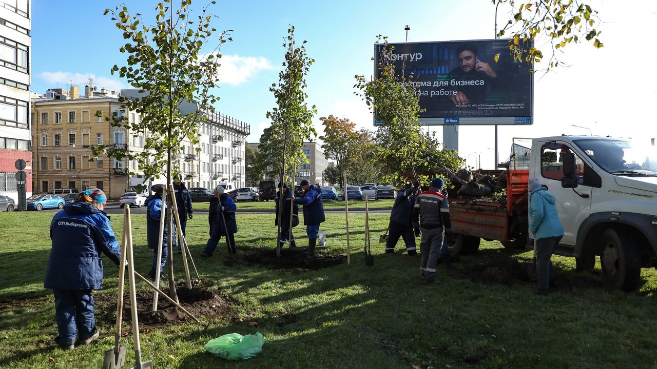 Липы из Монрепо высадили на Выборгской набережной Петербурга