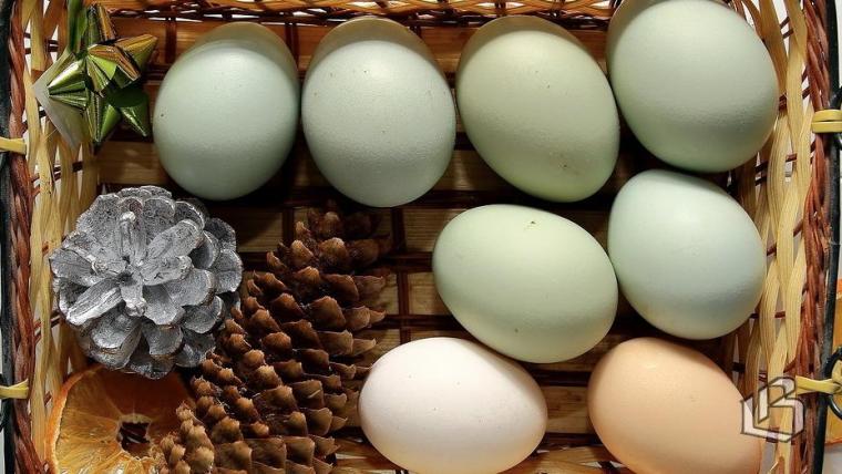 Цены на яйца снижаются, но о старых ценах предлагают забыть