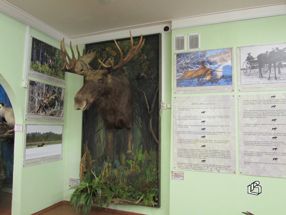 Встречаться с лесными жителями и изучать их лучше в школьном музее