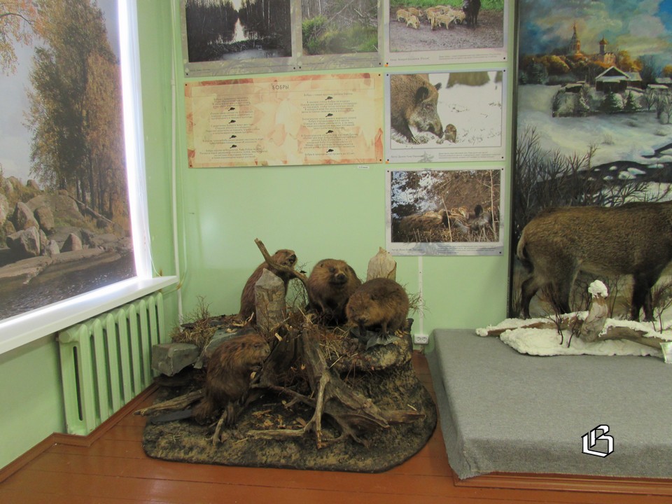 Встречаться с лесными жителями и изучать их лучше в школьном музее