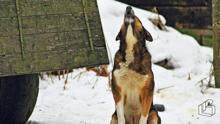 В Ленобласти совершенствуют законодательство о содержании животных