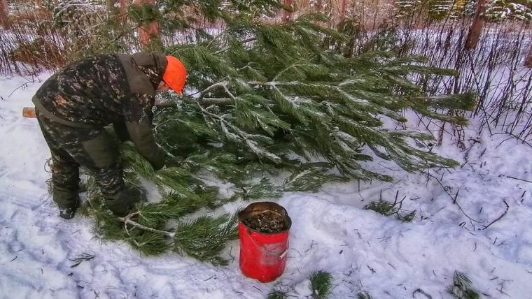 В ЛОГКУ «Ленобллес» рассказали, как собирают семена хвойников