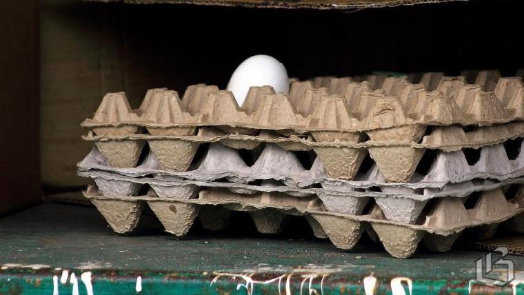 На птицефабрике «Ударник» введено конкурсное банкротство сроком на полгода