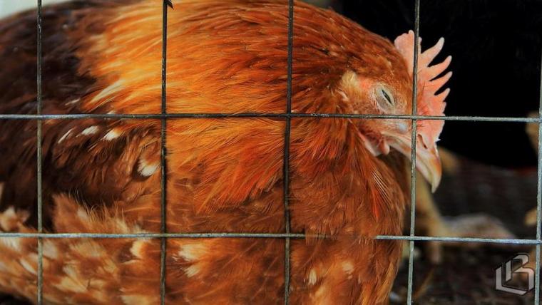 Губернатор Ленобласти распорядился усилить защиту птицепрома