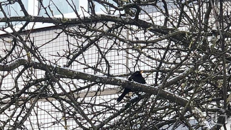 Вы слыхали, как поют дрозды… в парках и скверах Выборга?