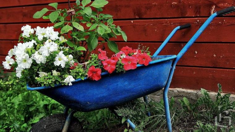 Садоводы могут выкупить арендованные огородные земли 