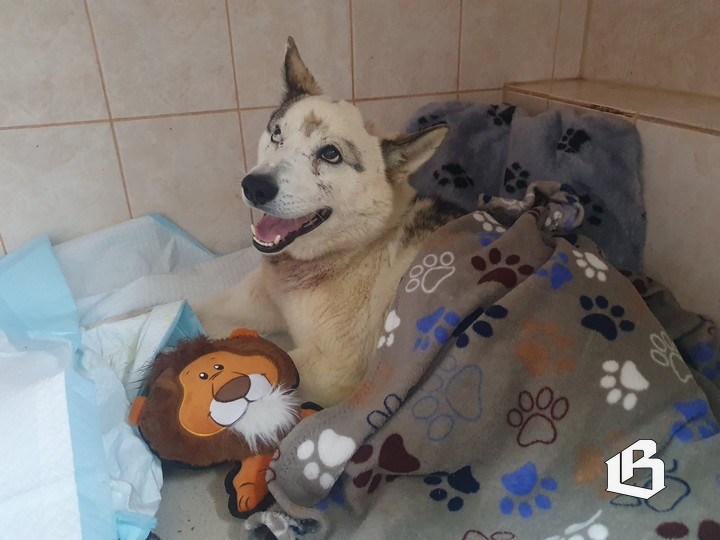 История собаки, которой дала силы выжить поддержка многих 