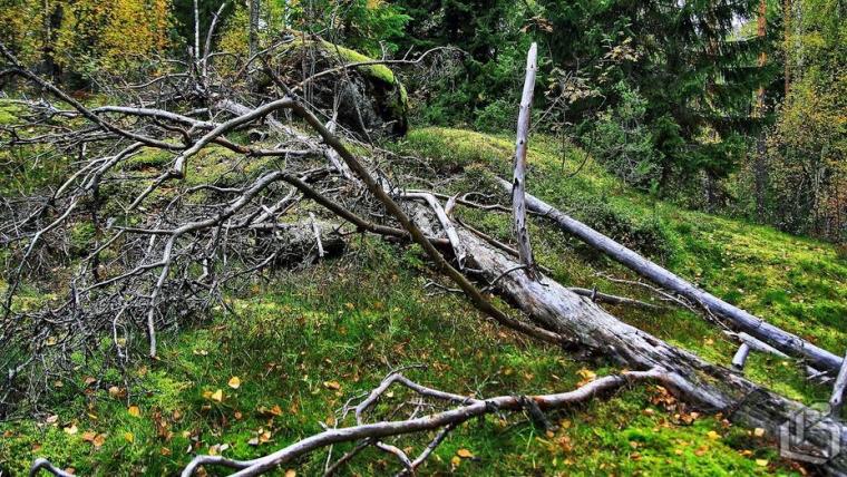 В Госдуме вновь обратили внимание на валежник