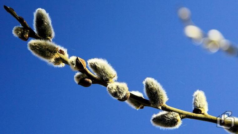 Две недели продлится фестиваль-конкурс «Выборгская весна»