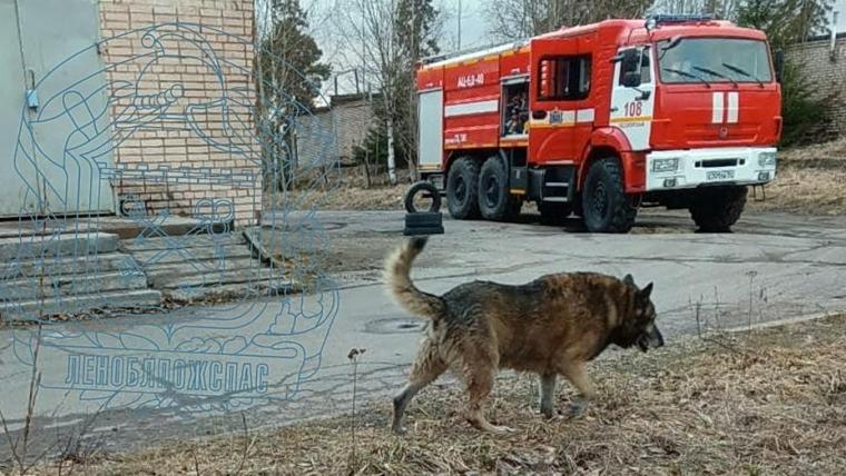 В Светогорске пожарные вызволили провалившегося в колодец пса