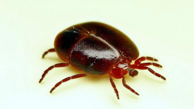 В Ленобласти средний многолетний уровень активности клещей вырос почти на 94%