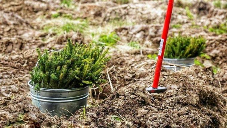 18 мая в Ленобласти пройдет «Всероссийский день посадки леса»