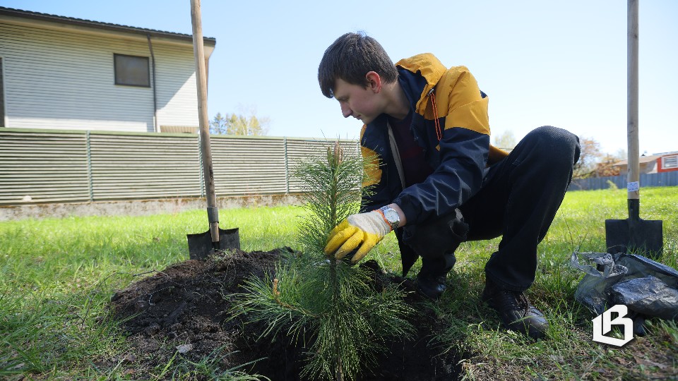 Новые саженцы пополнили сквер Победы в Высоцке