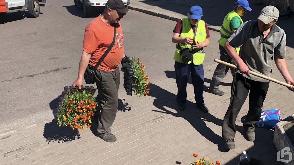 В Выборге продолжается высадка цветущих растений